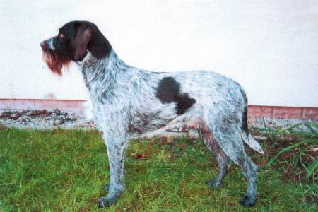 Hankybelge 