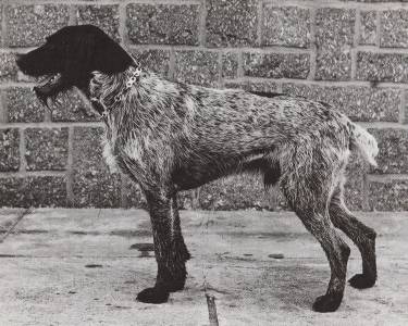 Nor ze Zvíkovské bašty