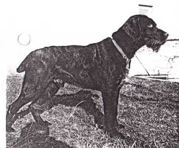 Juno Klape