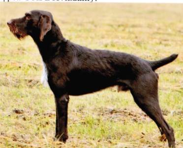 Oddie z Malého Boubína