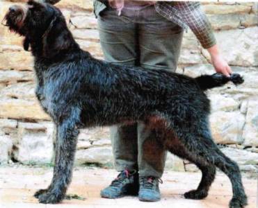 Falko od Hagarda Orla