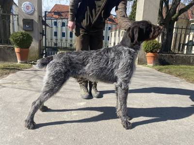 Ax Valašské srdce