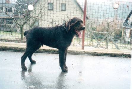Alan z Ovčačky