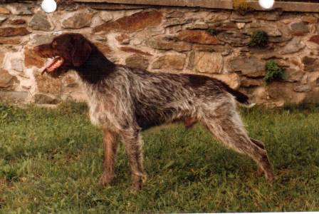 Rolf z Podleska