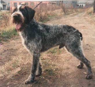 Taso ze Slezska