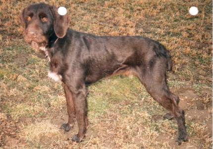 Ajax z Truncova dvora