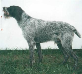 Kim Lukavec Bohemia