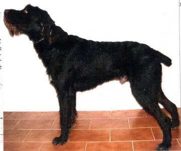 Lesan z Hvízdalky