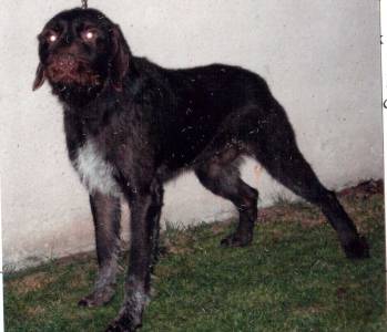 Max z Hložku