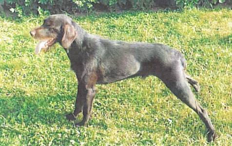 Baron od Katovky